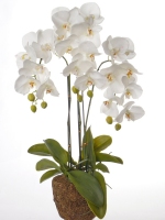 Phalaenopsis 76cm